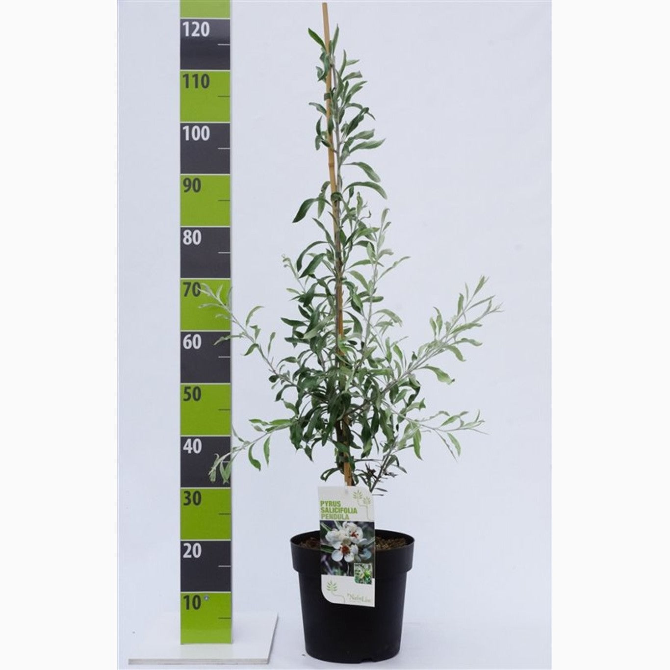 Smalbladigt päron – Pyrus salicifolia 'Pendula' - C7 80-100 CM